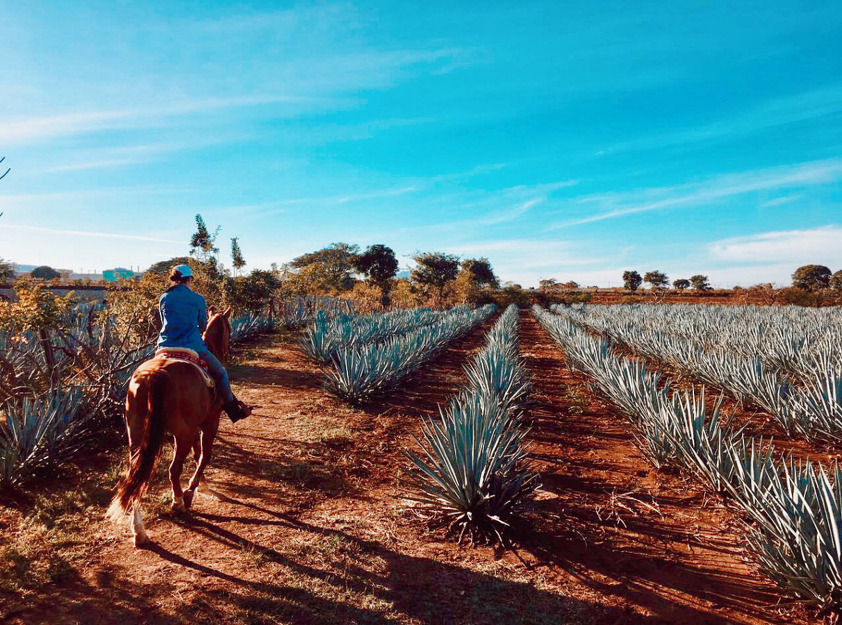 Codigo 1530 Tequila Mexico Jalisco Agave Blue Weber