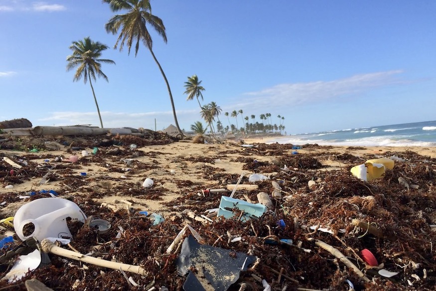 La Paille Verte Eco-Responsible Olastic-Free Straws Fight Plastic Pollution